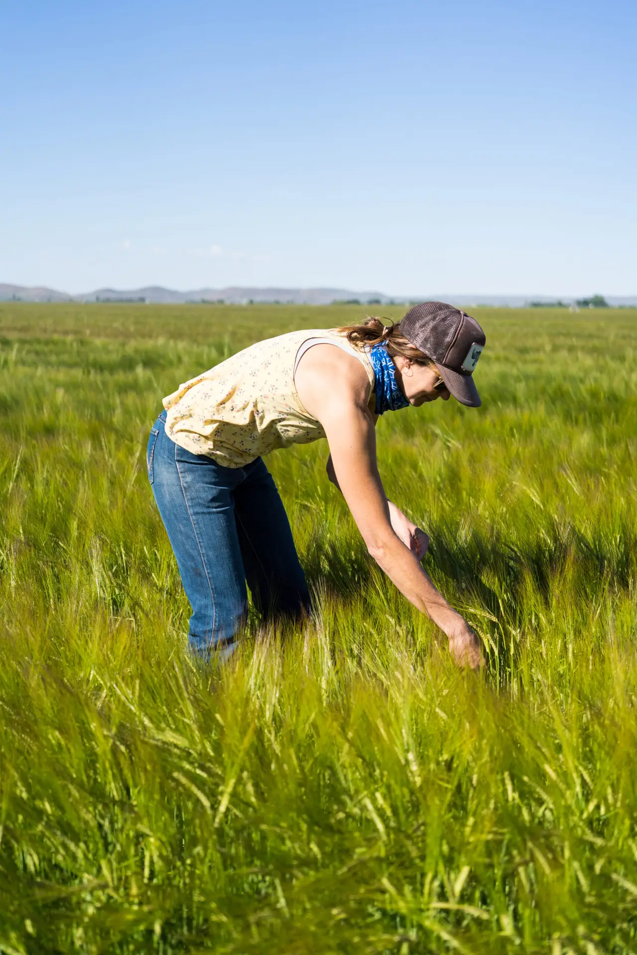 Hillside Grain - Locally Grown Guide