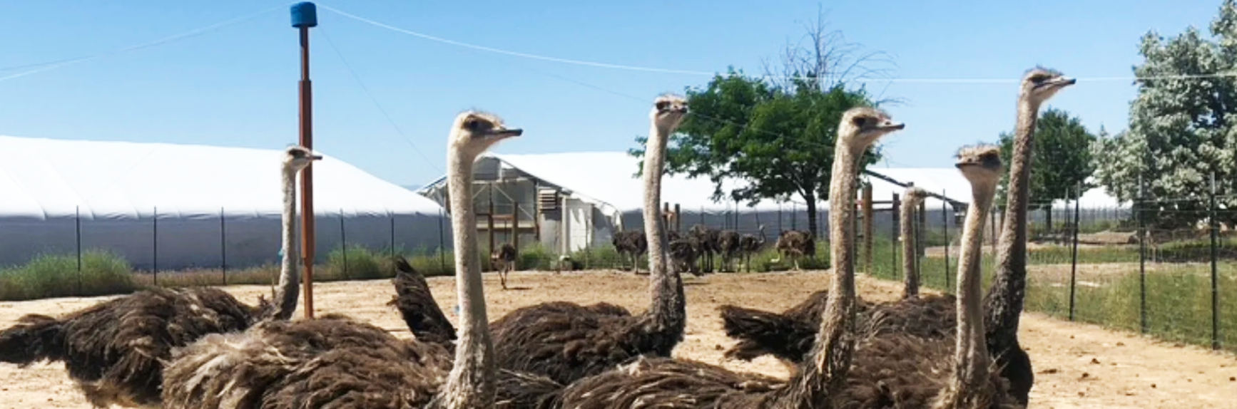 American Ostrich Farms Locally Grown Guide   FR American Ostrich Farms 01 