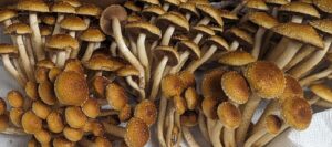 Ironwood Mycology mushrooms for Wheat Berry and Mushroom Pilaf