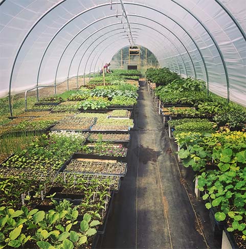 Squash Blossom Farm is holding their annual plant starts sale now!