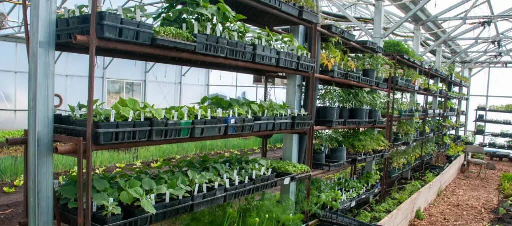 Local plant sales in the Wood River Valley, Idaho