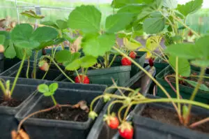 Local plant starts give you the best chance of having a robust garden in Idaho