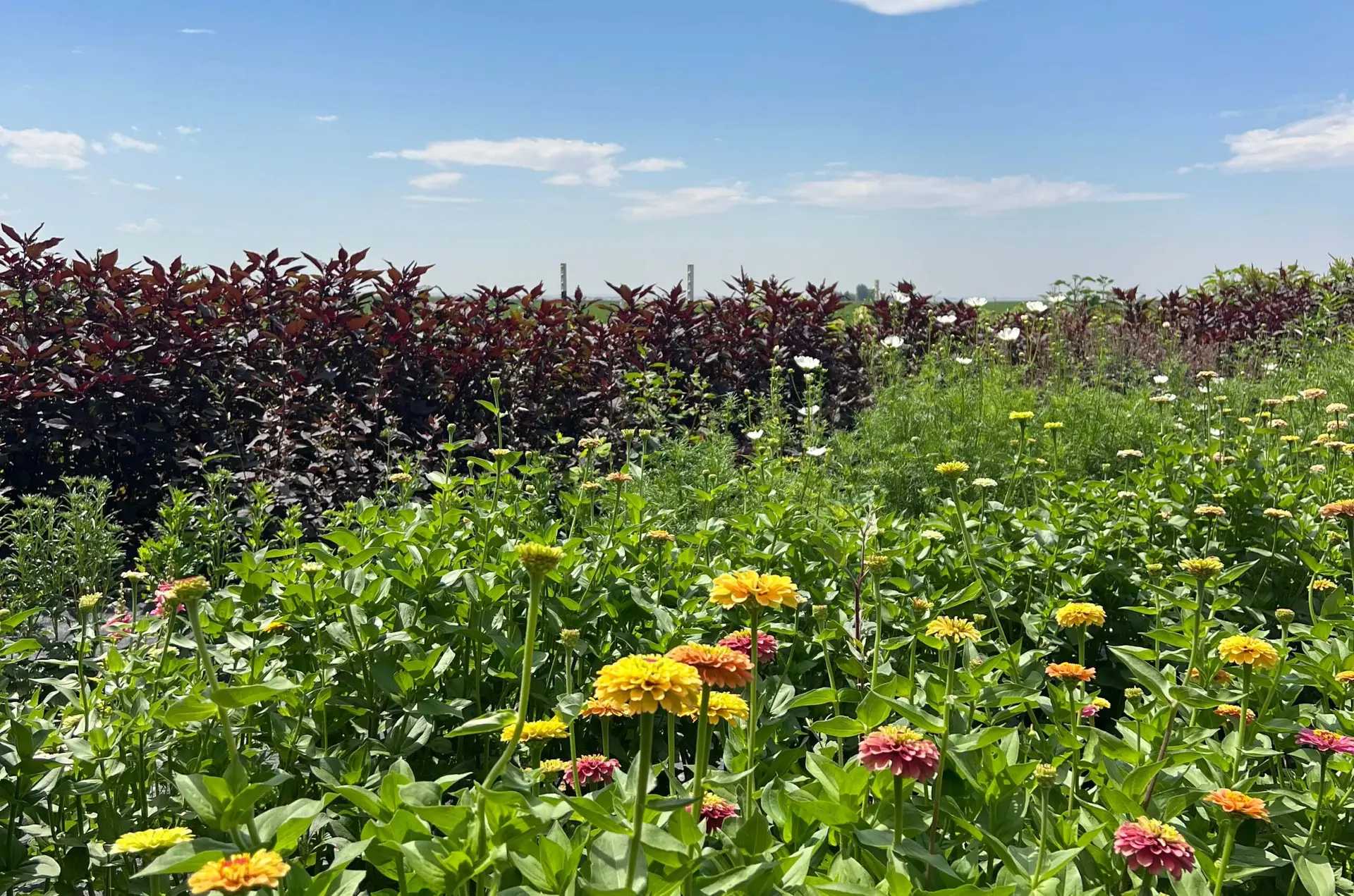 Rustic Petals, Flower Bouquets and cut flowers in Buhl, Idaho