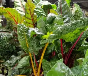 Tara's Market & Garden home local food delivery Idaho