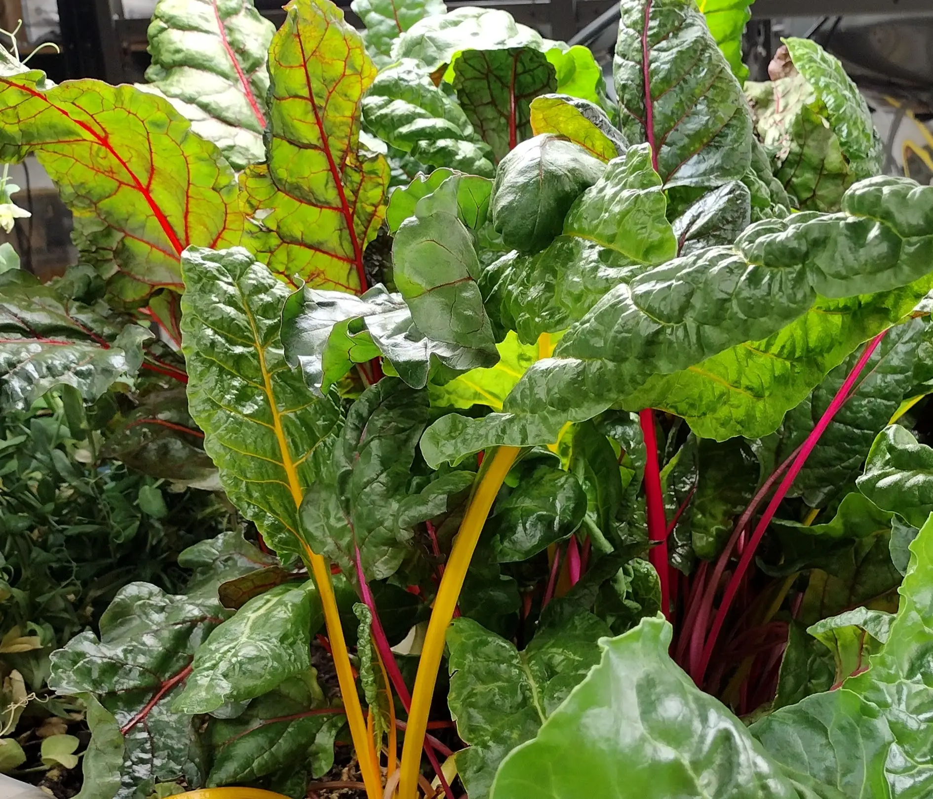 Tara's Market & Garden home local food delivery Idaho
