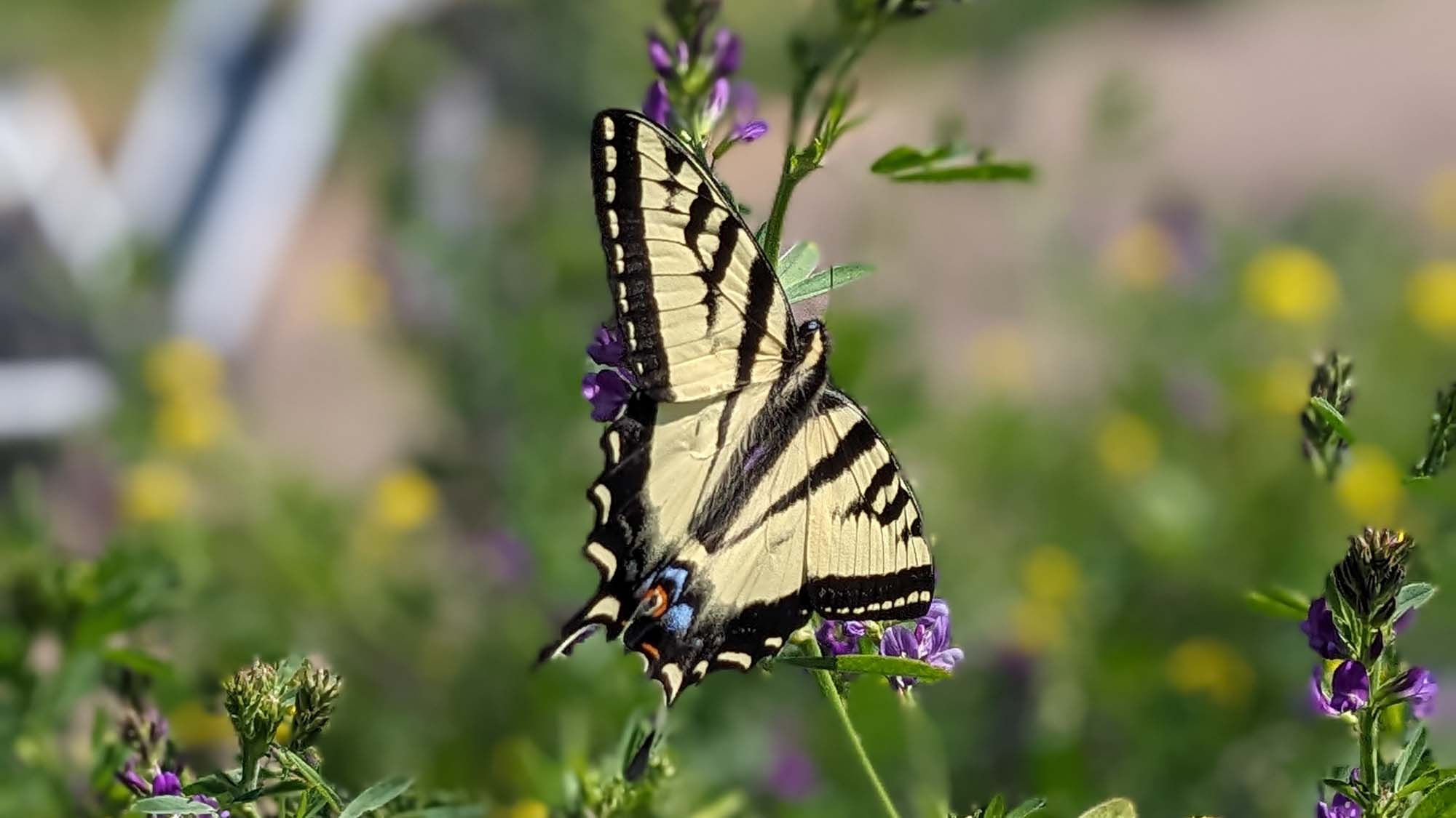 Agroforestry projects planting trees in the Wood River Valley.