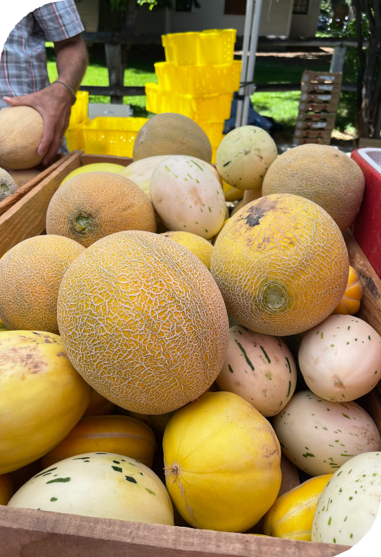 Melons at the Ketchum Idaho Farmers market