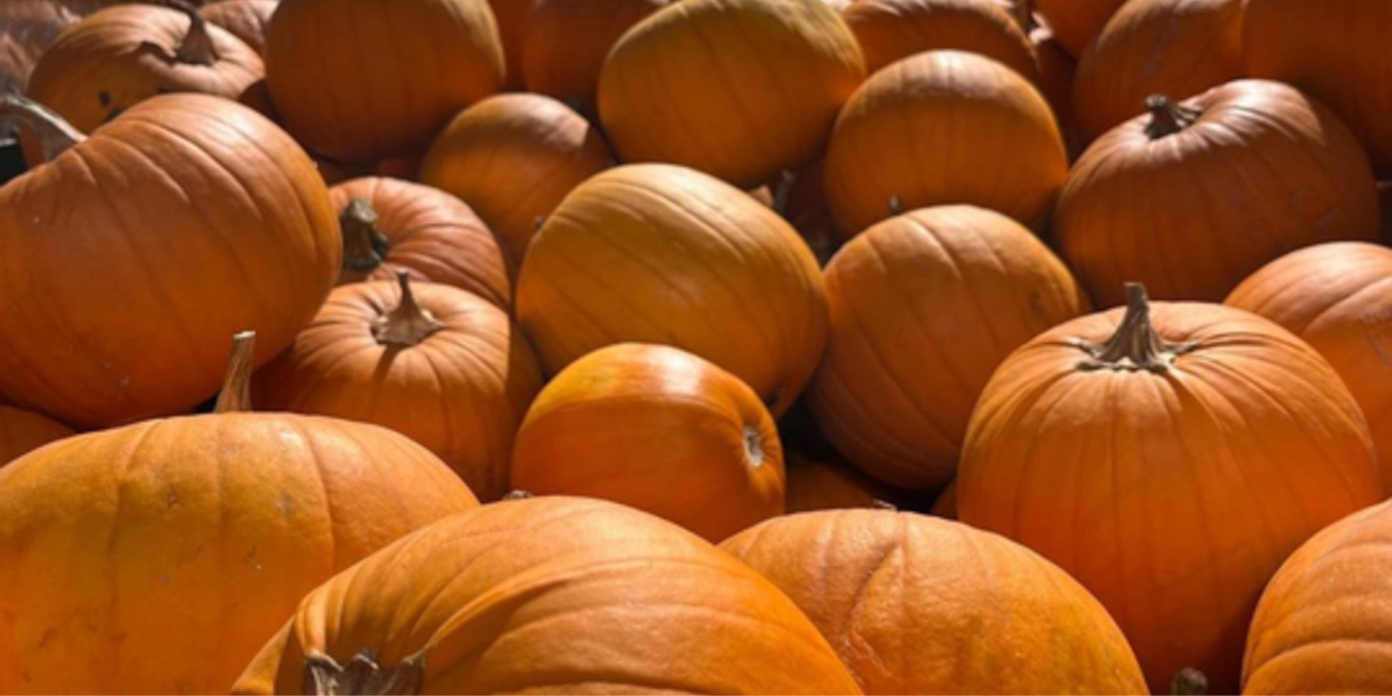 Shop for Local pumpkins this fall in the Wood River Valley, Idaho