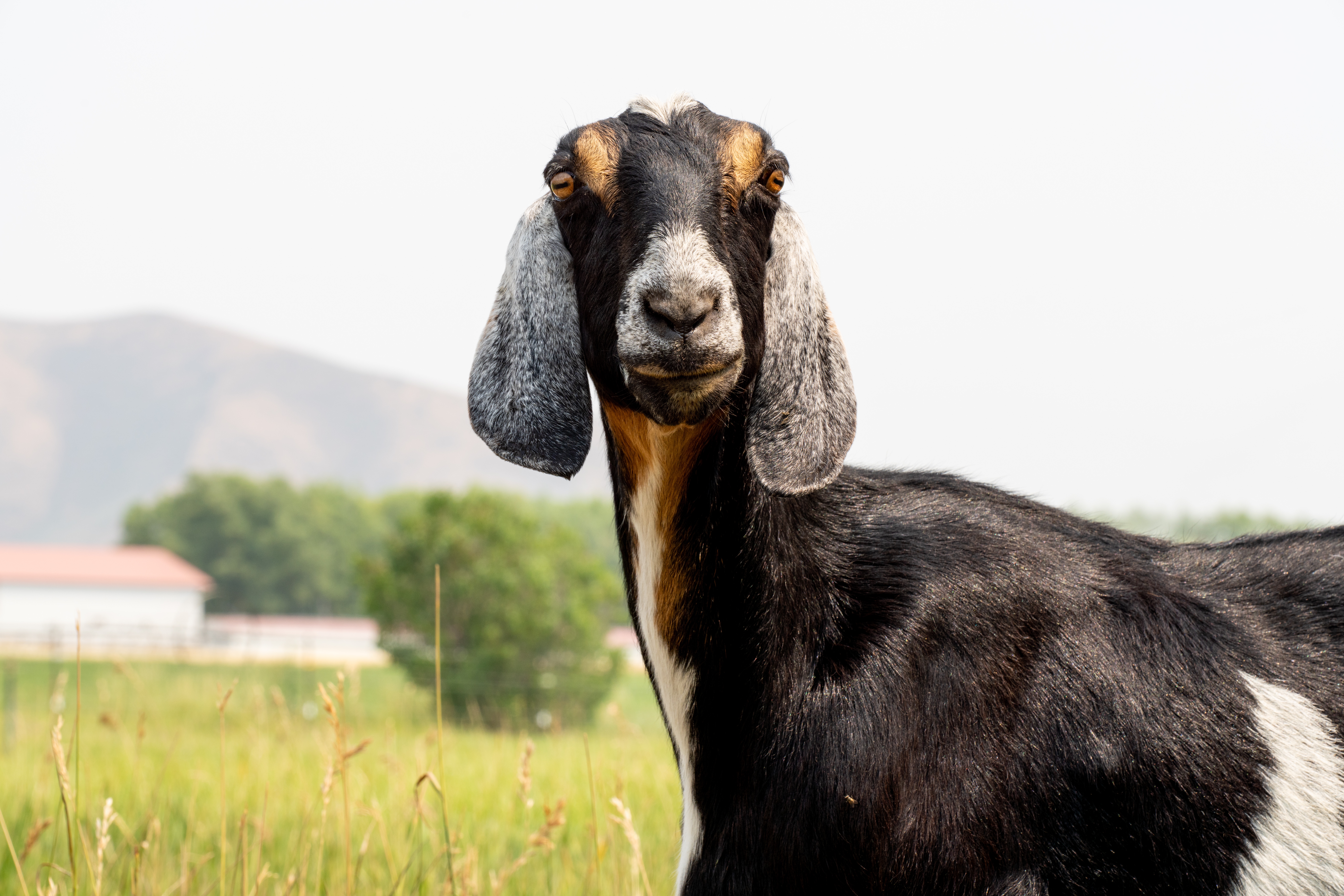 Daisy's Farm produce farm in Bellevue, Idaho
